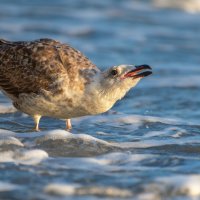 На морском берегу :: Владимир Лазарев