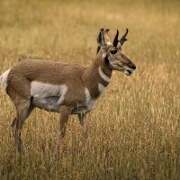 Вилорог :: Aleksey Afonin