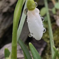 Подснежник в каплях росы :: Мариша 