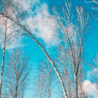 Березки :: Роман