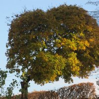 этюд :: Елена Шаламова