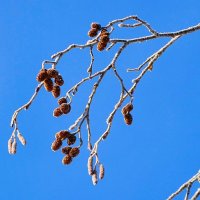 Ольховые шишки. :: Милешкин Владимир Алексеевич 