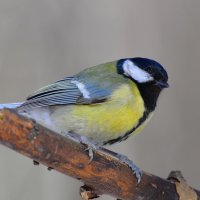 Большая синица :: Константин Анисимов Большая синица :: Константин Анисимов