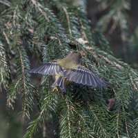 желтоголовый королек :: юрий макаров