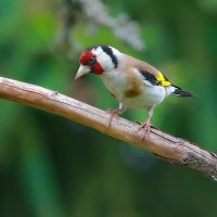 про щегла :: Andrey Bragin 