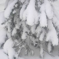 Зимнее :: Елена Семигина Зимнее :: Елена Семигина