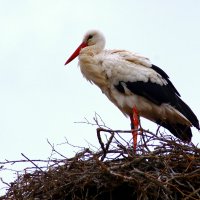 Ах, здравствуй, аист, :: Юрий. Шмаков