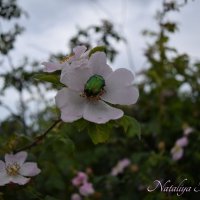 Природа Крыма :: Amazing Cosmea