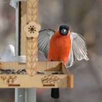 Здрасьте, вот и я. :: Татьяна Бравая