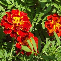 Бархатцы :: Freddy 97