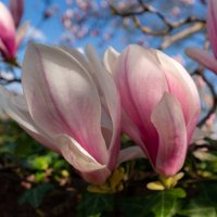 Весна идёт... :: Николай Гирш