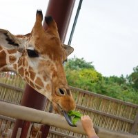 Зелёное лакомство :: Галина Ильясова