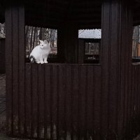 Дежурный наблюдатель по санаторию. :: Лилия * Дежурный наблюдатель по санаторию. :: Лилия *