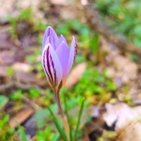 Шафран лесной весна :: Слава Коломойцев