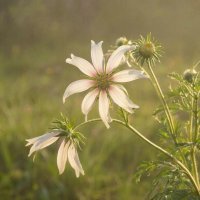 цветы :: МАРИЯ ПОПОВА