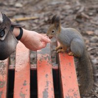 Угощенье для белочки :: Ninell Nikitina