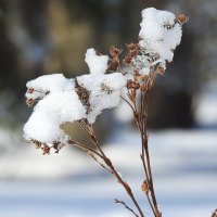 последние дни зимы :: ИННА ПОРОХОВА