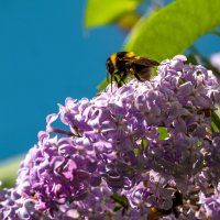 Гроздья сирени обыкновенной. Для севера - еще одно чудо, у нас в Ухте цветет в конце июня :: Николай Зиновьев