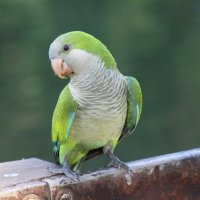 Попугайчик :: Валентина Попугайчик :: Валентина