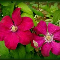 Клематисы :: Валентина Надсон