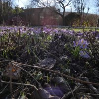 весенние цвета :: Heinz Thorns