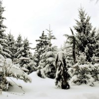 Зима в Аптекарском огороде. :: Татьяна Помогалова Зима в Аптекарском огороде. :: Татьяна Помогалова