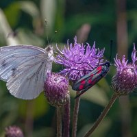 Бабочки капустница и репейница :: Aleksey Afonin Бабочки капустница и репейница :: Aleksey Afonin