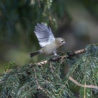 желтоголовый королек :: юрий макаров