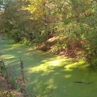 солнечные зайчики и зелёная река :: Елена Шаламова