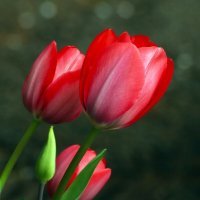 Доброе утро :: Юрий. Шмаков