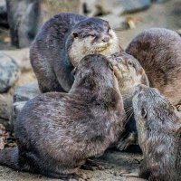 выдры :: Аркадий Лаптенко