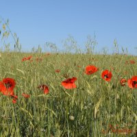 Природа Крыма :: Amazing Cosmea