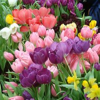 Репетиция Весны 2026 в Аптекарском огороде. Москва :: Лидия Бусурина Репетиция Весны 2026 в Аптекарском огороде. Москва :: Лидия Бусурина