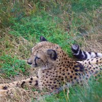 Милая, красивая кошечка... :: Галина Ильясова Милая, красивая кошечка... :: Галина Ильясова