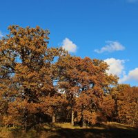..Дубы в октябре... :: Александр Герасенков