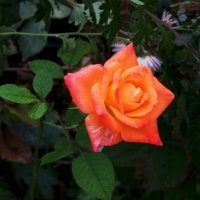 Флорибунда :: Валентин Семчишин Флорибунда :: Валентин Семчишин