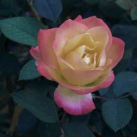 Глория  Дей :: Валентин Семчишин