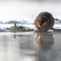 Завтрак ондатры :: Марина Фомина.