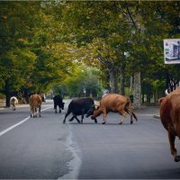 Не ссорьтесь, девочки! :: Александр Лебедев