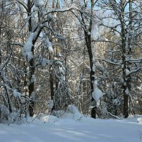 Липы зимой. :: ВикТор Быстров