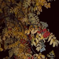 Рябинка :: Дарья Шуклина