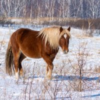 **** :: Алексей Мезенцев **** :: Алексей Мезенцев