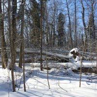 зимние пейзажи :: ИННА ПОРОХОВА