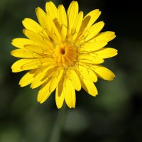 Как солнышко. :: Оля Богданович