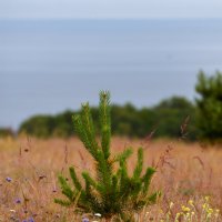 Ёлочка. :: Константин Белоногов