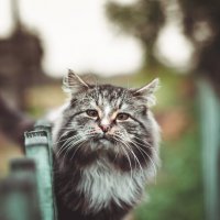 кот учёный :: Антон Лихач