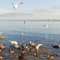 На берегу Финского залива. :: Лилия *