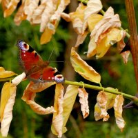 опять про бабочек...497 (павлиний глаз) :: Александр Прокудин