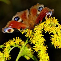 опять про бабочек...499 (павлиний глаз) :: Александр Прокудин