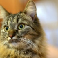 Выразительный взгляд :: Alex Matarykin